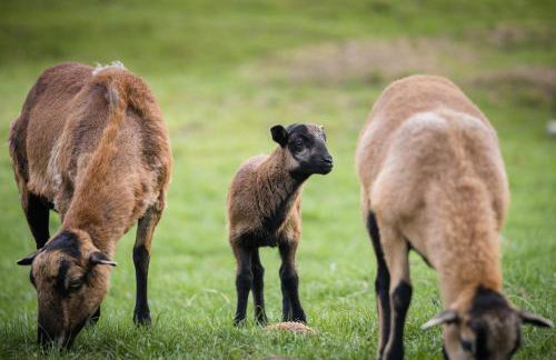 Domki Całoroczne Danielowa Ostoja-Zator,Palczowice - Foto 30