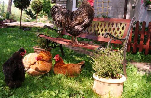 Wiejski Dom - Foto 11