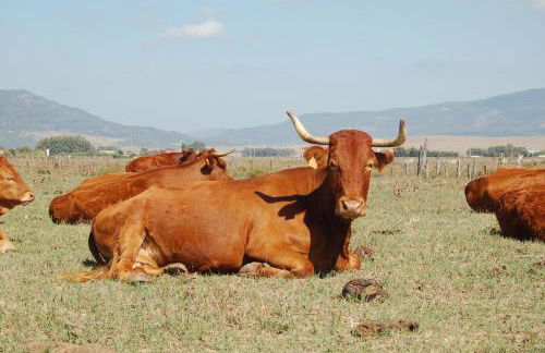 Smart Apartments Facinas, Piscina y tranquilidad cerca de Tarifa y Bolonia - Foto 57