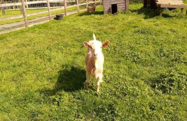 The old hayloft on 22 acre country smallholding - Foto 36
