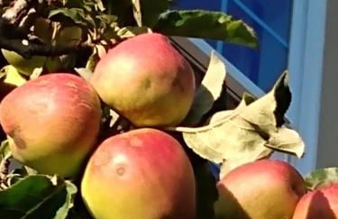 Summer-house OASIS on quiet street in ROCKRIDGE - Photo 8