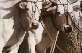 Fattoria di Mugnano - Foto 34