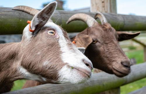 Atlantic Lodge - Photo 22