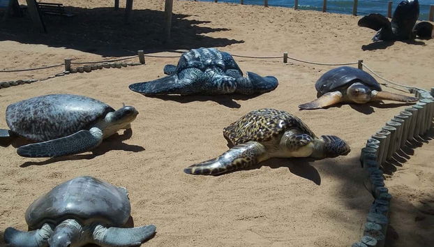 Sea turtles in Praia do Forte