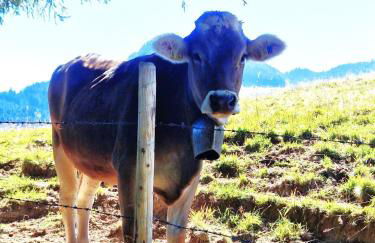 Ferienwohnung Alpenherz - Photo 36
