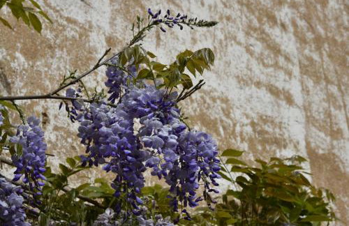 Domaine de Courcenay - Foto 32
