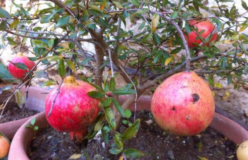 BIO Garden Stonehouse - Foto 51