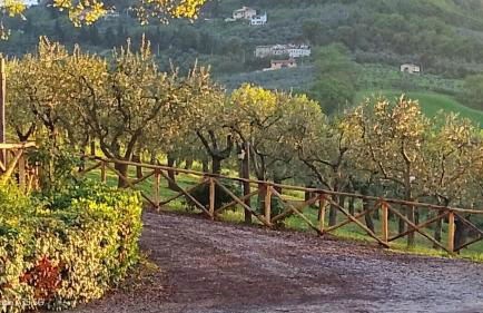 Tenuta Colverano - Foto 61