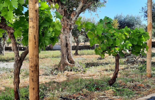 Quinta da Soneca Turismo Rural - Foto 41