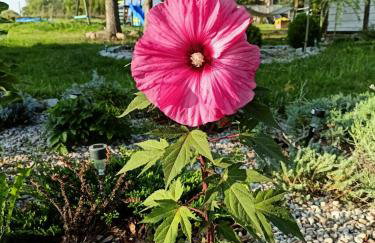 Świerkowe Siedlisko pokoje gościnne - Foto 20