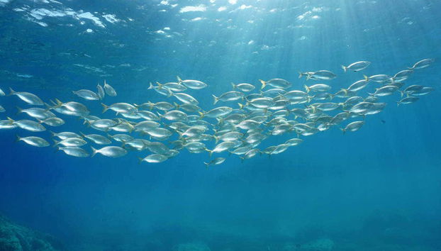 PADI Scuba Diving Course - Photo 4