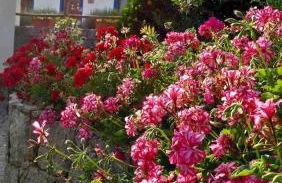 Quinta da Idalina - Foto 9