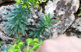 Villa Ideal - Foto 26