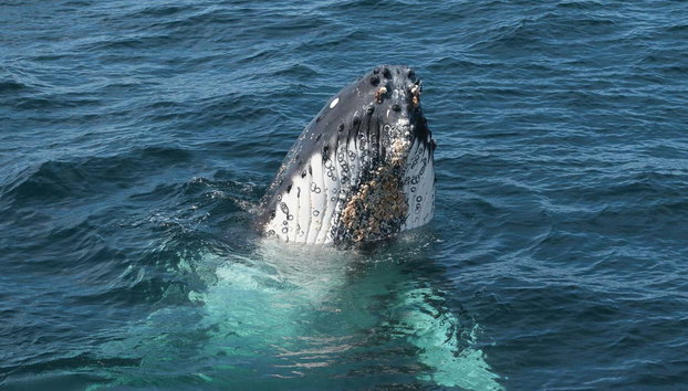 Whale Watching in Jervis Bay - Photo 2, Spotting a whale in Jervis Bay