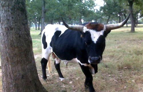 Simple and Cozy Cabin Rental on Private Ranch Retreat near Austin, Texas - Foto 12