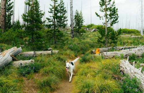 Kicking it Real Log Cabin - Foto 39