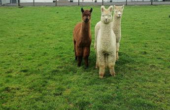 Bramble Cottage - Foto 35