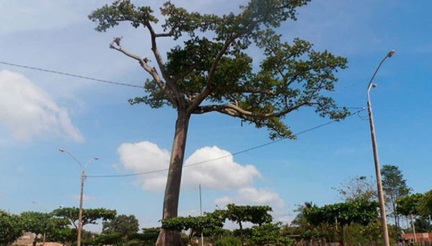 La Lupuna, un árbol de 70 metros