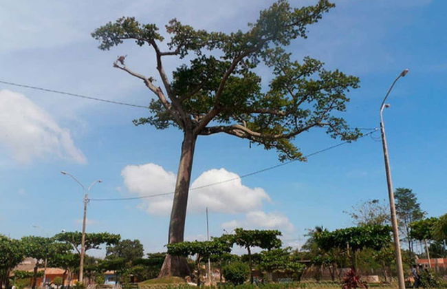 Yarinacocha & Pacacocha Lakes Excursion - Photo 3