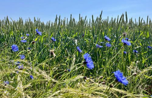 Schlösschen am Schmachter See - Foto 34
