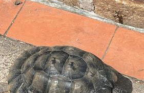 La tartaruga - Photo 40