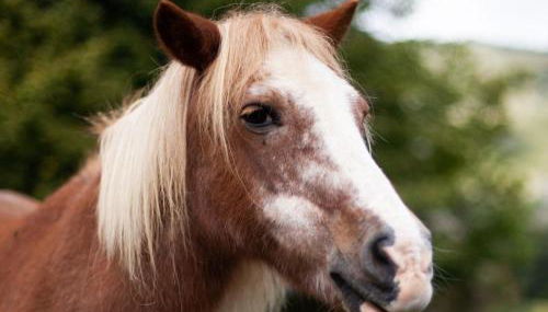 Cab'ânes du Pibeste - Foto 4