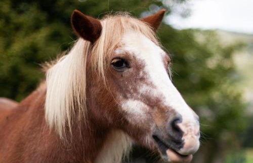 Cab'ânes du Pibeste - Foto 4