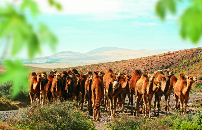 Oasis Wildlife Fuerteventura - Foto 11