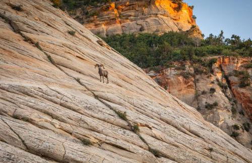 Zion's Tiny Getaway - Foto 88