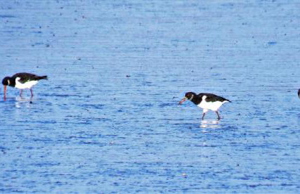 Corner Cwtch - Foto 20