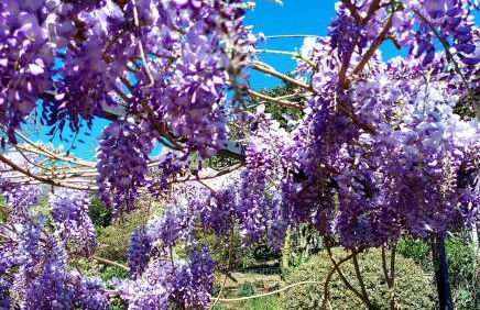 Casa Vacanza il Glicine - Foto 17