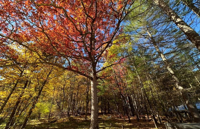 Victorian Lake Oasis - Foto 5