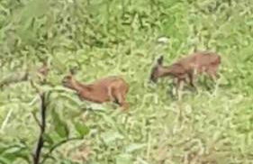 Charming stone Bothy at Loch Lomond - Foto 11