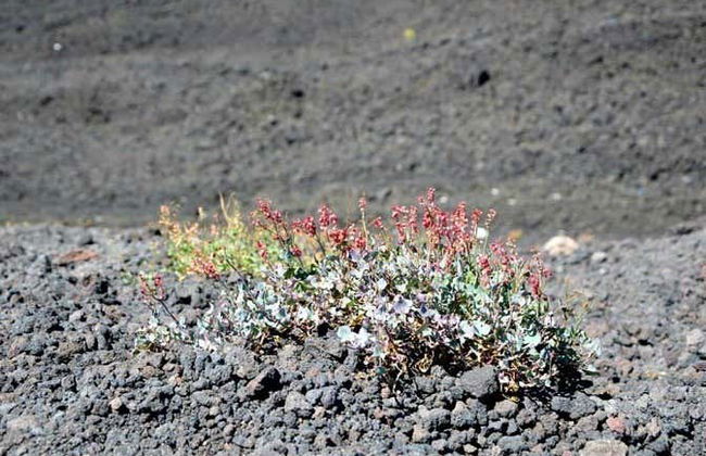 Excursion à l'Etna - Photo 3
