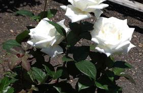 Casa el Porte - Foto 51