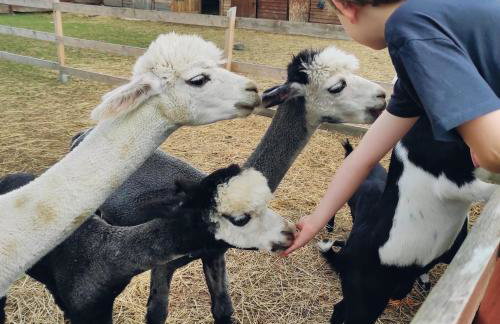 Agroturystyka Nad Łąkami - Foto 17