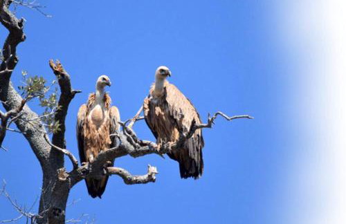 Hobbit house Beli - Foto 33