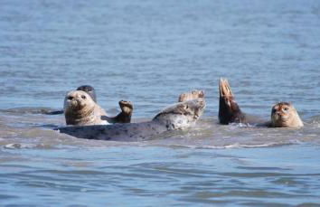 Maison cosy au cœur d'Étaples sur mer classée de tourisme 3 étoiles - Foto 46