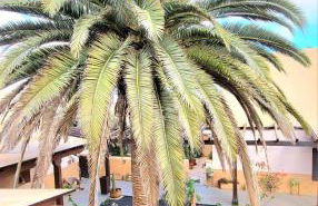 Casa emblematica Miranda con Jardín interior canario - Foto 40