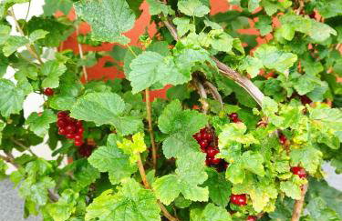 Apartament z ogrodem Camelia - Foto 28