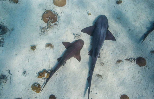 Excursión a la Isla de los Cerdos en avioneta - Foto 5