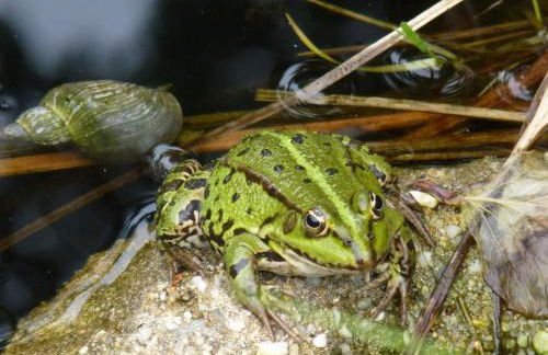 Villa-Hufeland - Foto 107