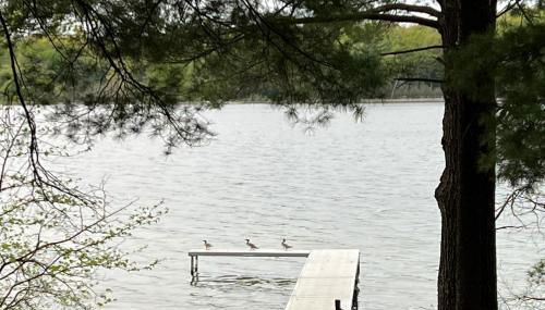 Wild Refuge Lodge - Foto 4