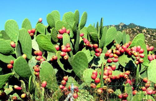 Villa Cristina - Foto 39