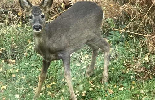 Chapel House - Photo 31