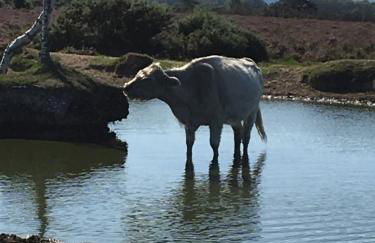 Little Banks Barn - Foto 22