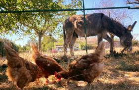 Gîte cocooning climatisé avec piscine et animaux - Foto 7