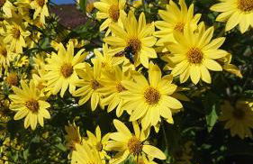 FeWo am Neckarsteig mit Anbindung an Heidelberg - Photo 24