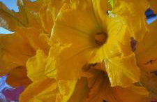 Farfalle in fiore Guesthouse - Foto 10