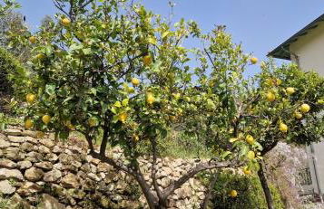 Villa Ardjoeno - Foto 46